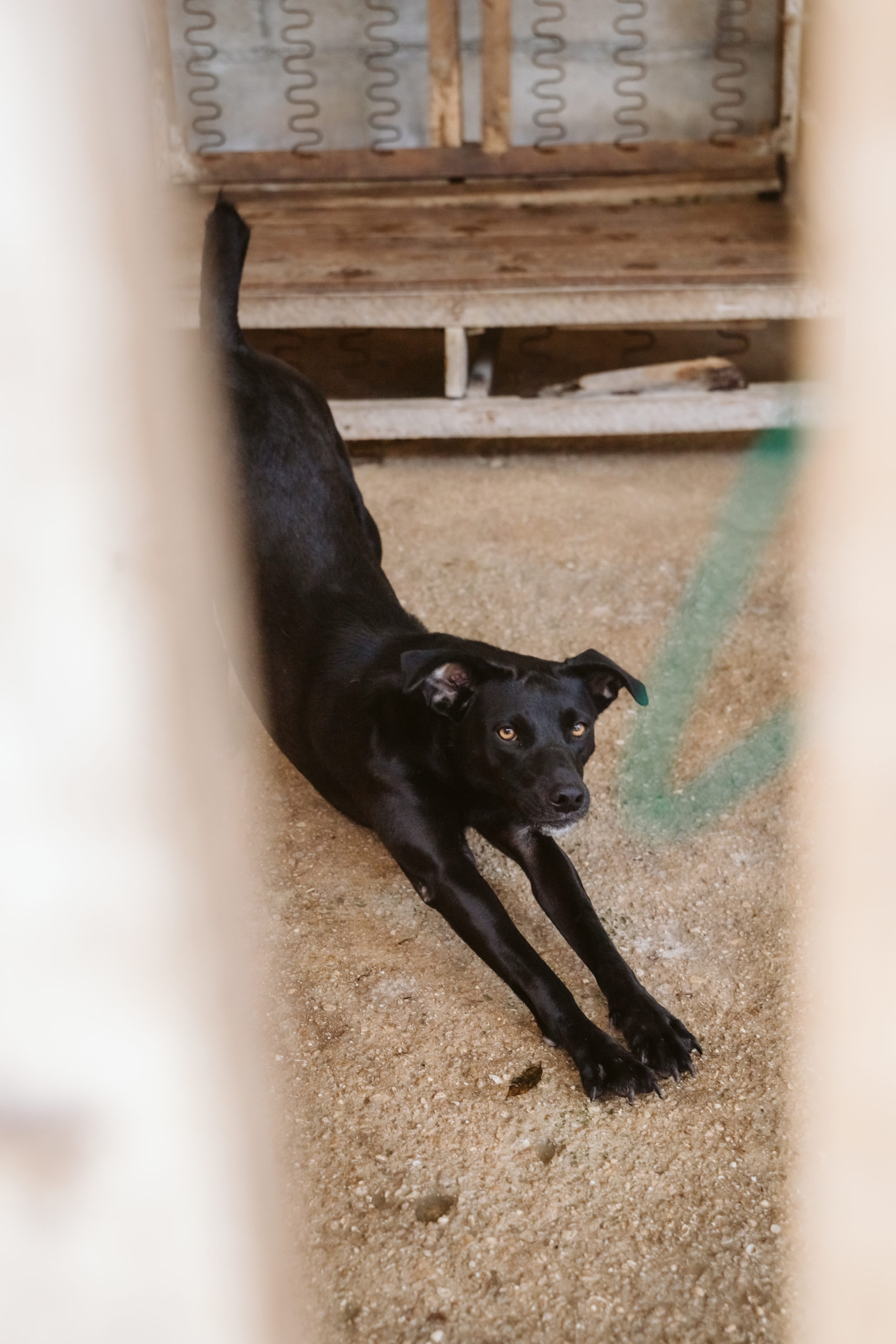 Refugio de Rescate canino de Cozumel, Salvando Amigos Rescue